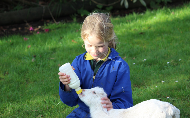 Feed lambs at Fun Farm Stay
